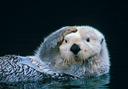 otter